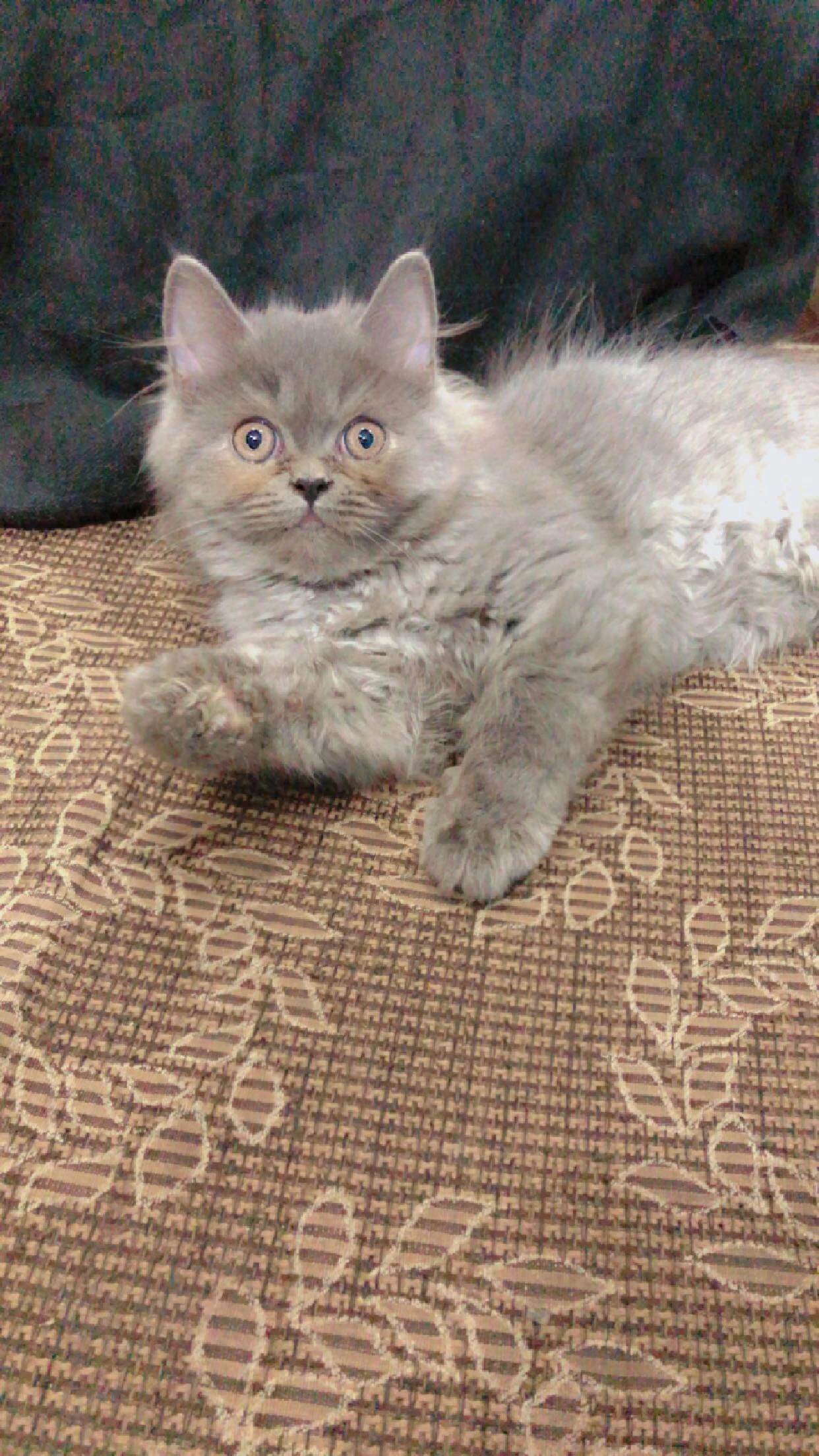 Grey Persian kitten