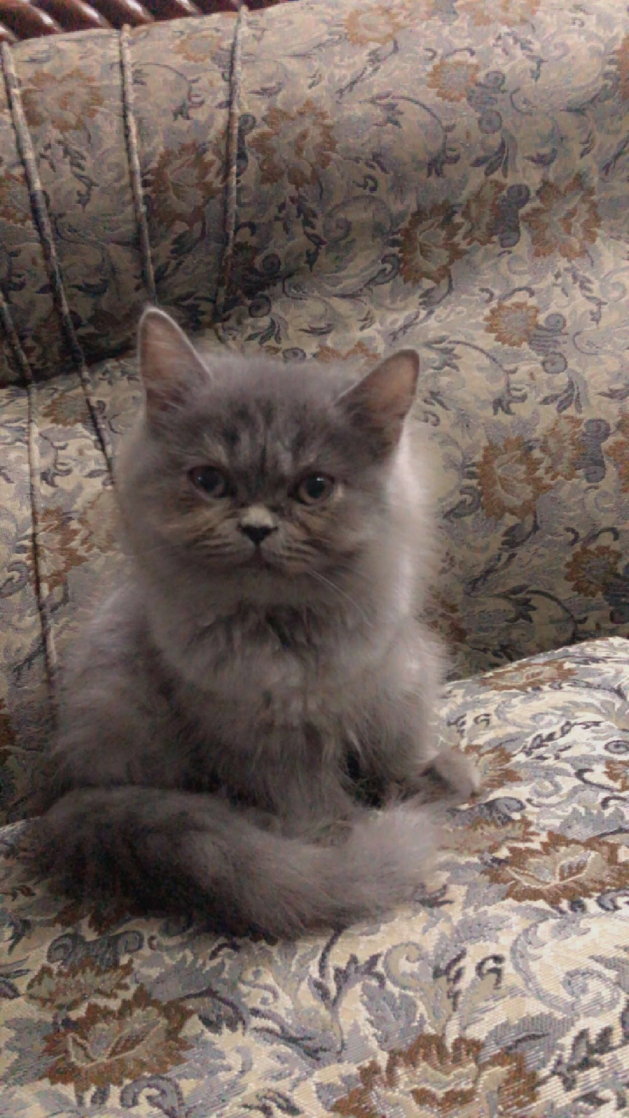 Grey Persian kitten