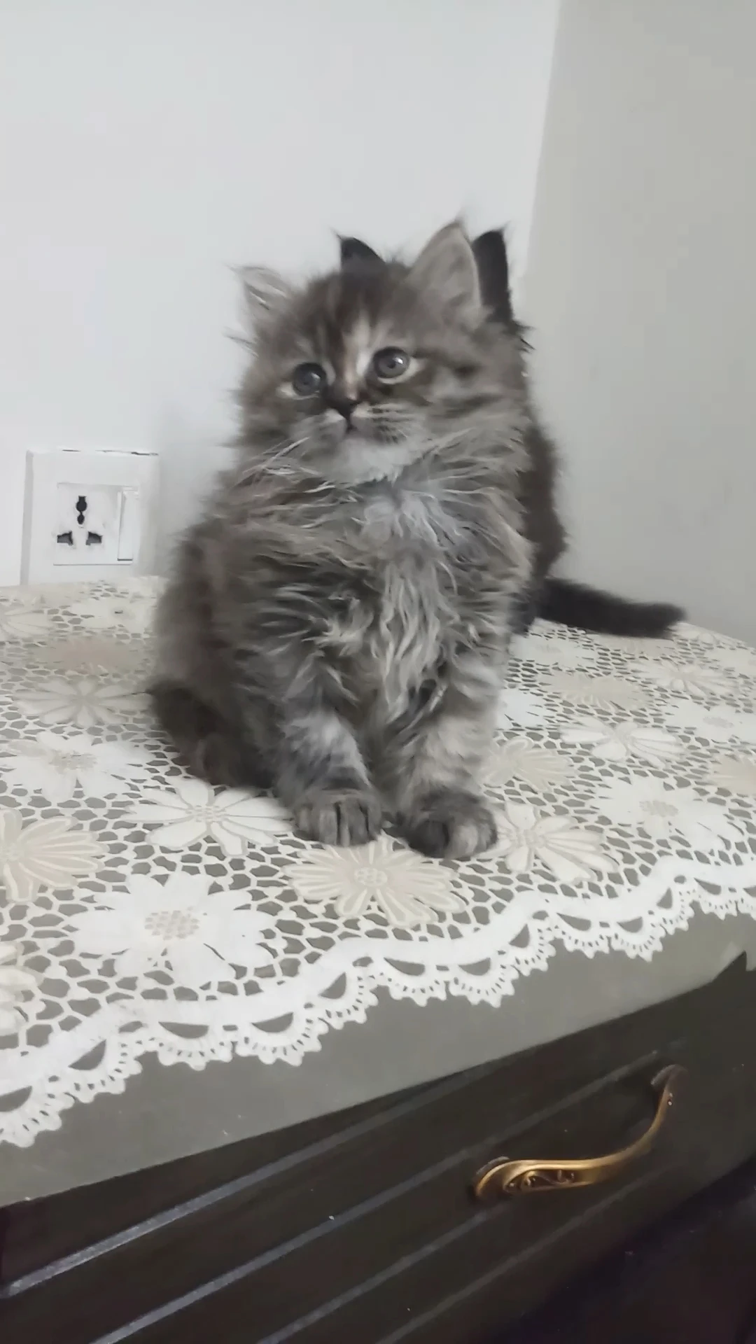 Persian triple coat heavy fur female kitten