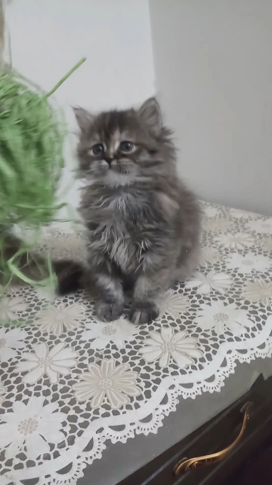 Persian triple coat heavy fur female kitten