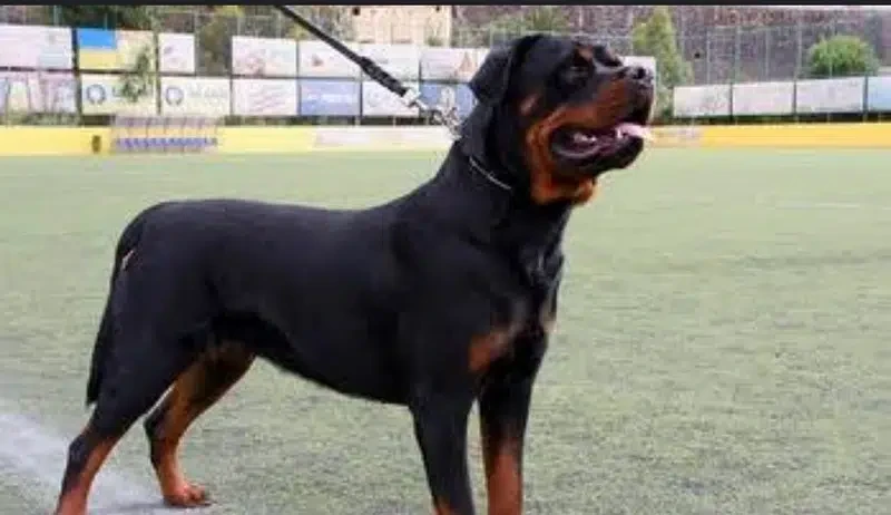 2.5 year English Rottweiler