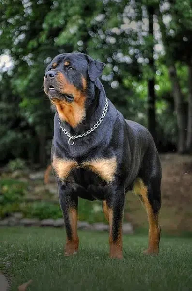 Rottweiler