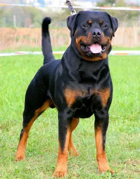 Rottweiler