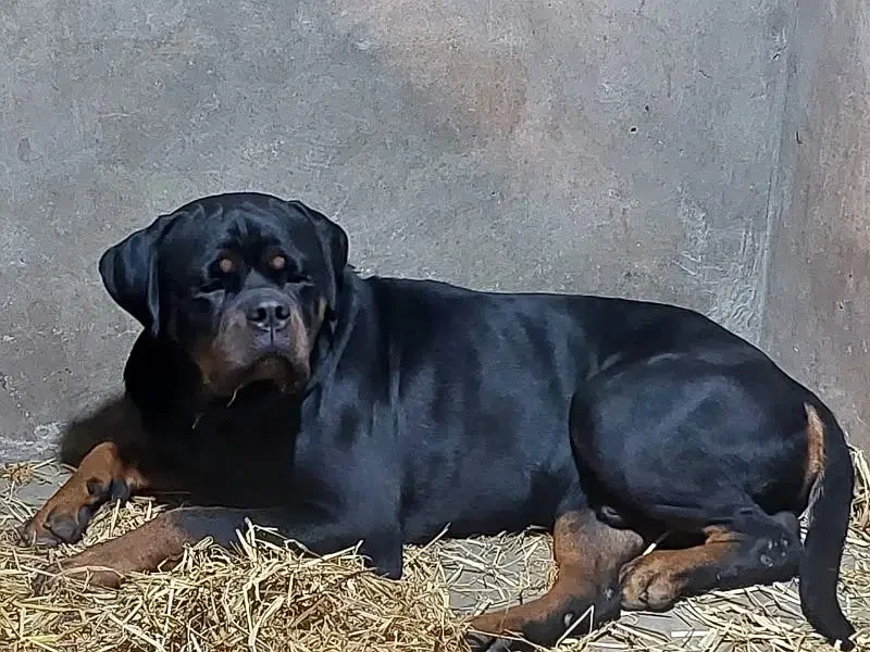 Rottweiler imported champion male