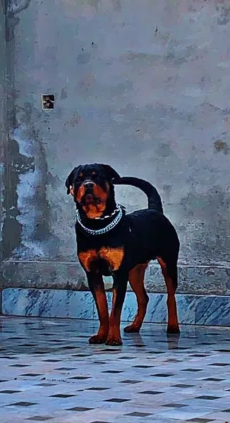 Rottweiler male dog