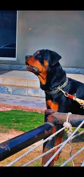 Rottweiler male dog