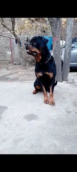 Rottweiler male