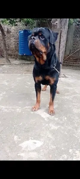 Rottweiler male