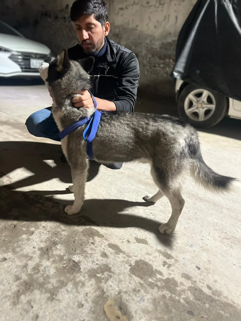 Siberian Husky(Show Winner) for sale Age 7 months