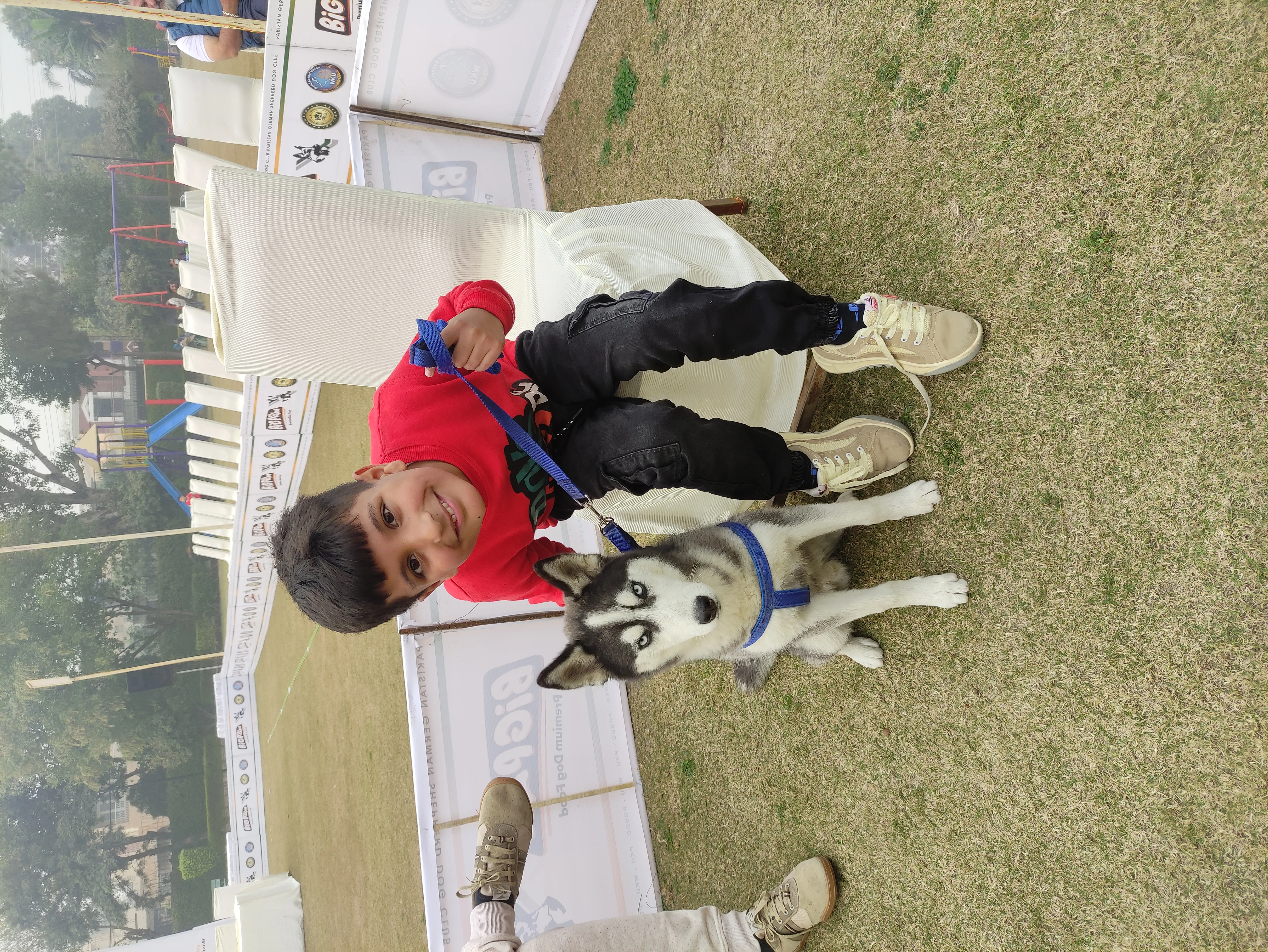 Siberian Husky(Show Winner) for sale Age 7 months