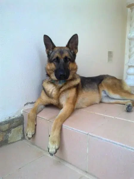 German shepherd Female for sale