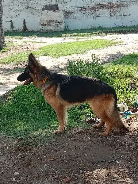 German shepherd Female for sale