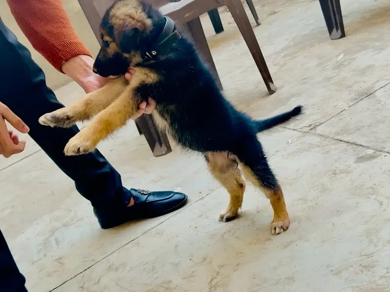 German shepherd puppy