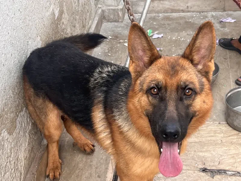 German shepherd Female