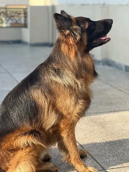 German Shepherd