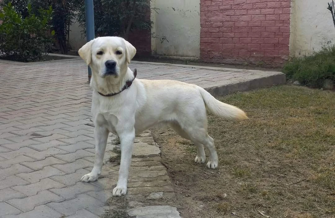 Labrador retriever for stud