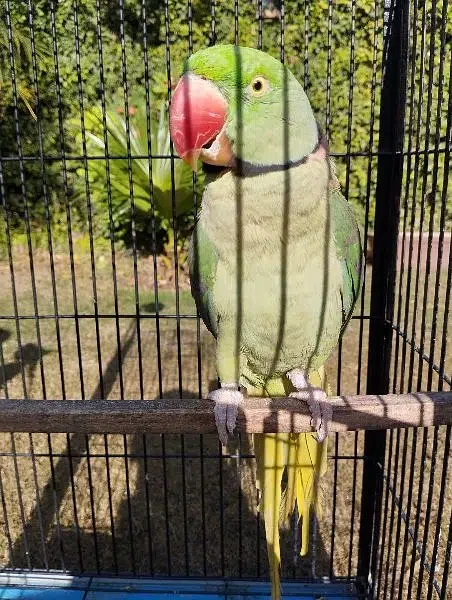 Parrot pair for sale