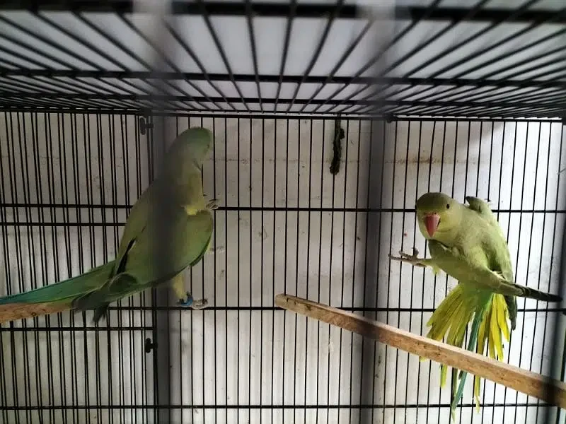 Parrot pair for sale