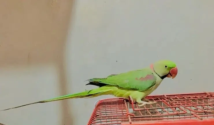 Parrot for sale