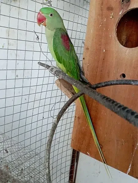 Parrot Female for sale-Image 1