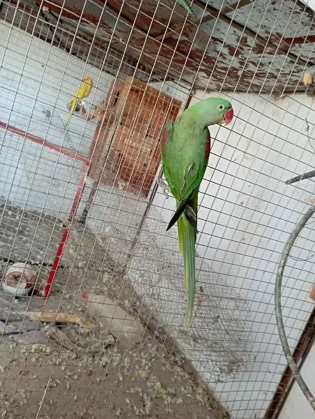 Parrot Female for sale