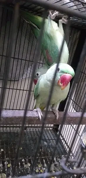 Parrot pair for sale