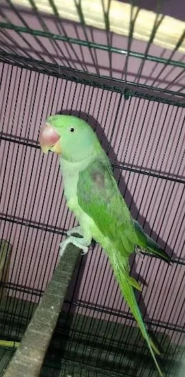 Parrot Male for sale-Image 1