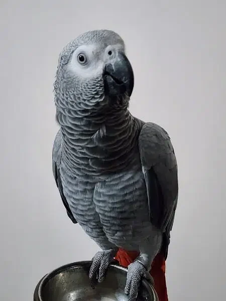 African Grey Parrot