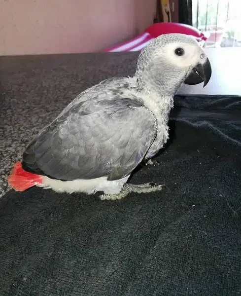 African grey parrot chick