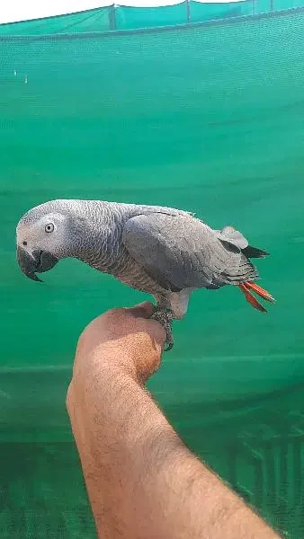 African grey parrot