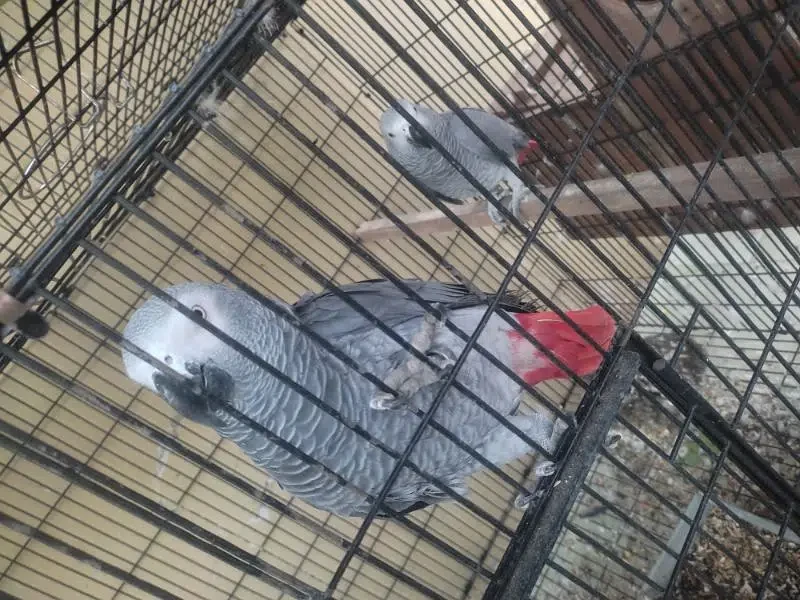 African gray parrot