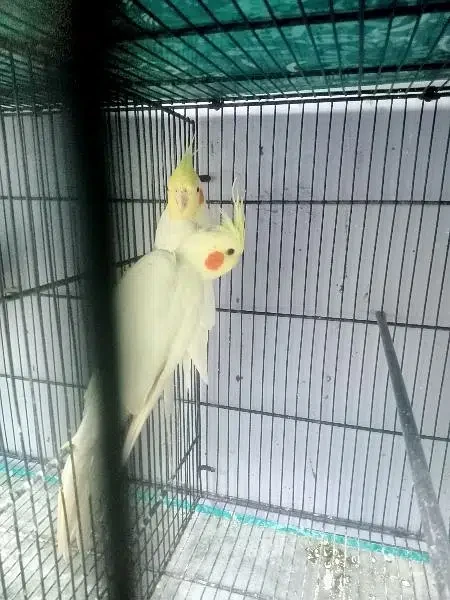 Cockatiel pair