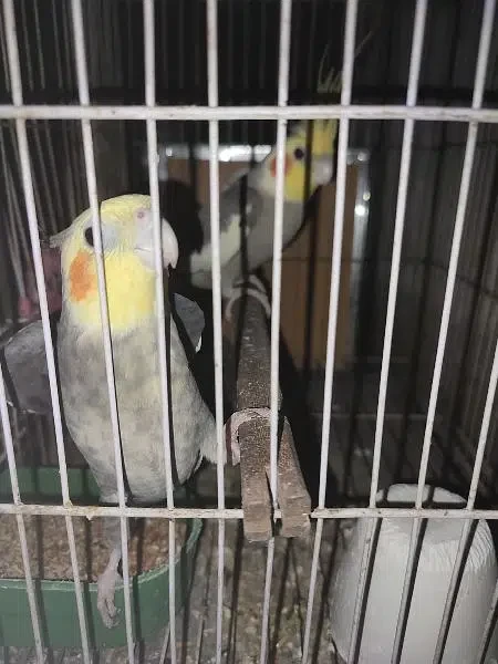 Grey Cockatiel