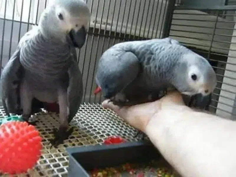 African grey parrots