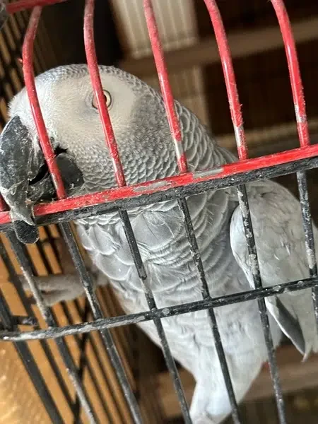 African Grey Congo