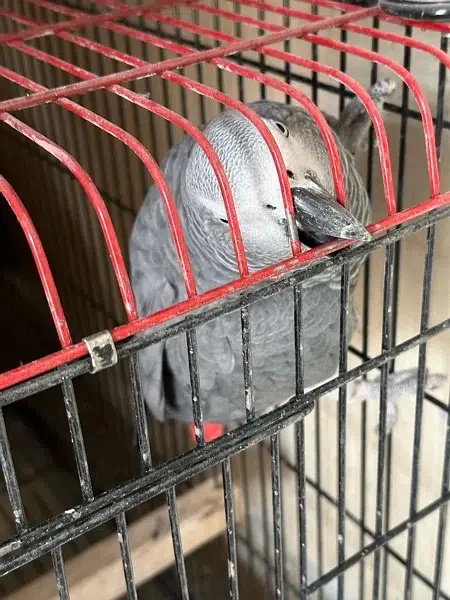 African Grey Congo