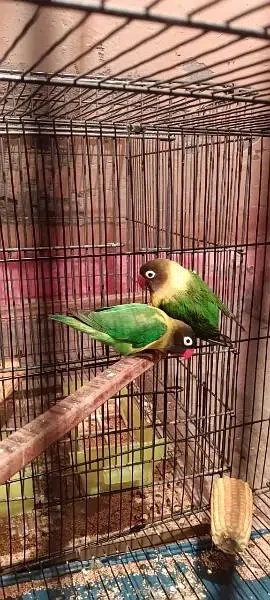 love birds