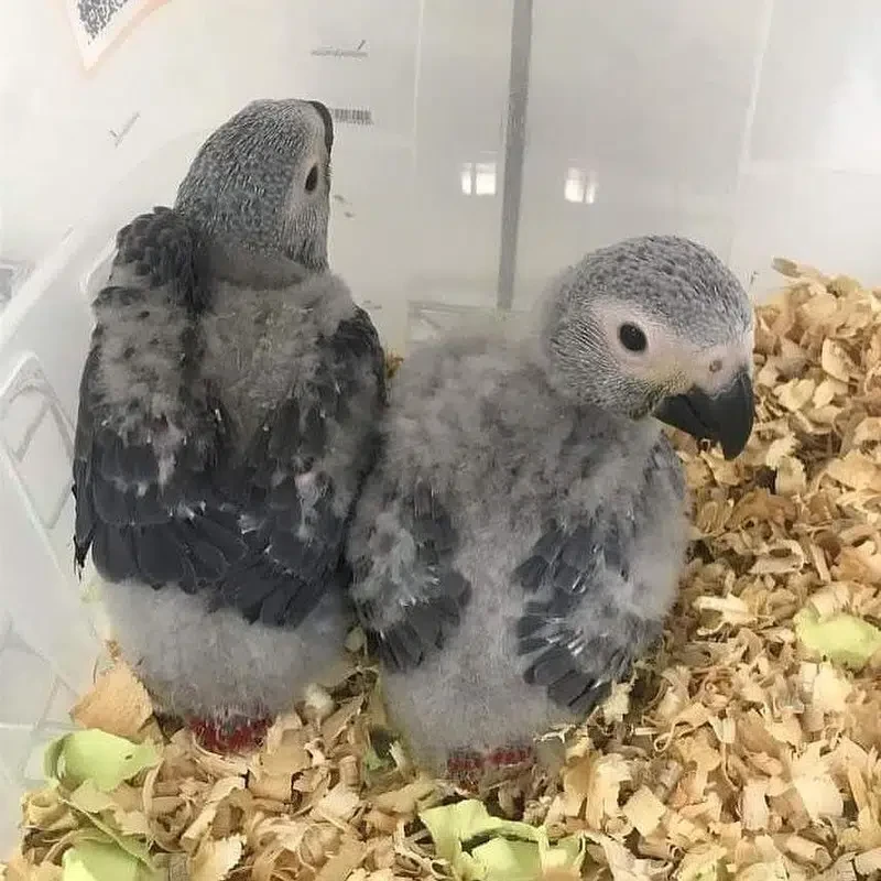 African Grey Parrot Chicks-Image 2