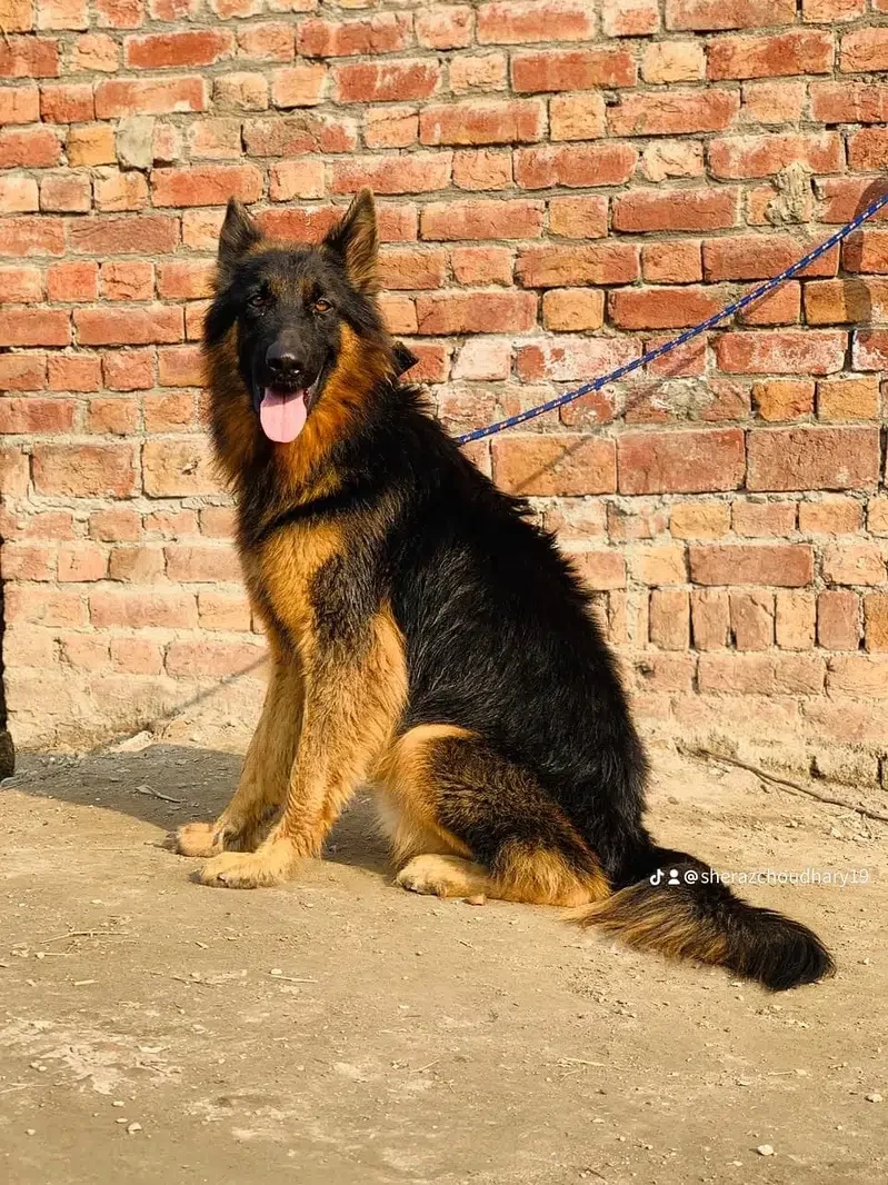 German shepherd