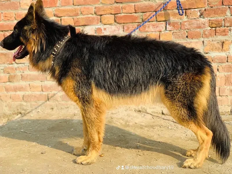 German shepherd