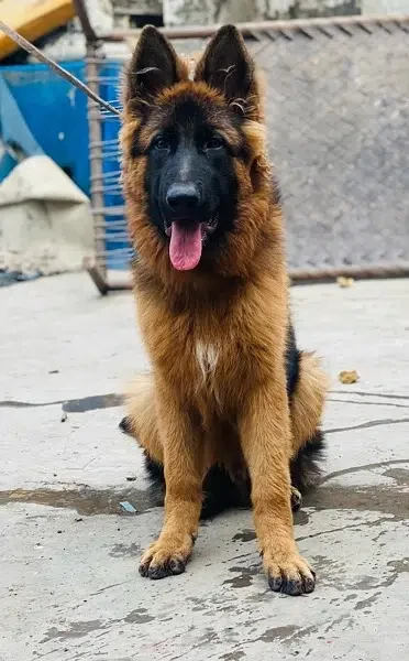 Long haired german shepherd price best sale