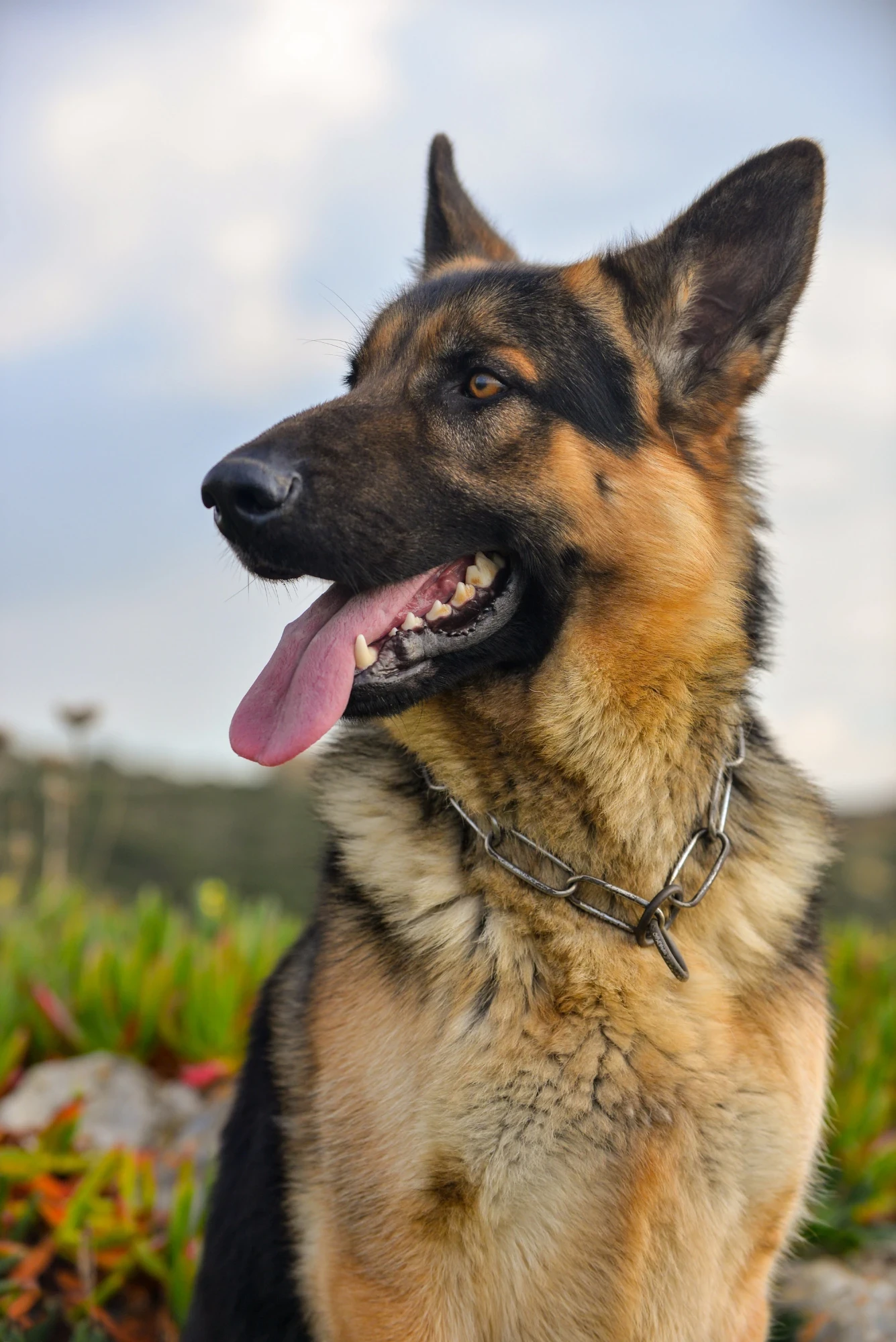 German Shepherd-Image 1