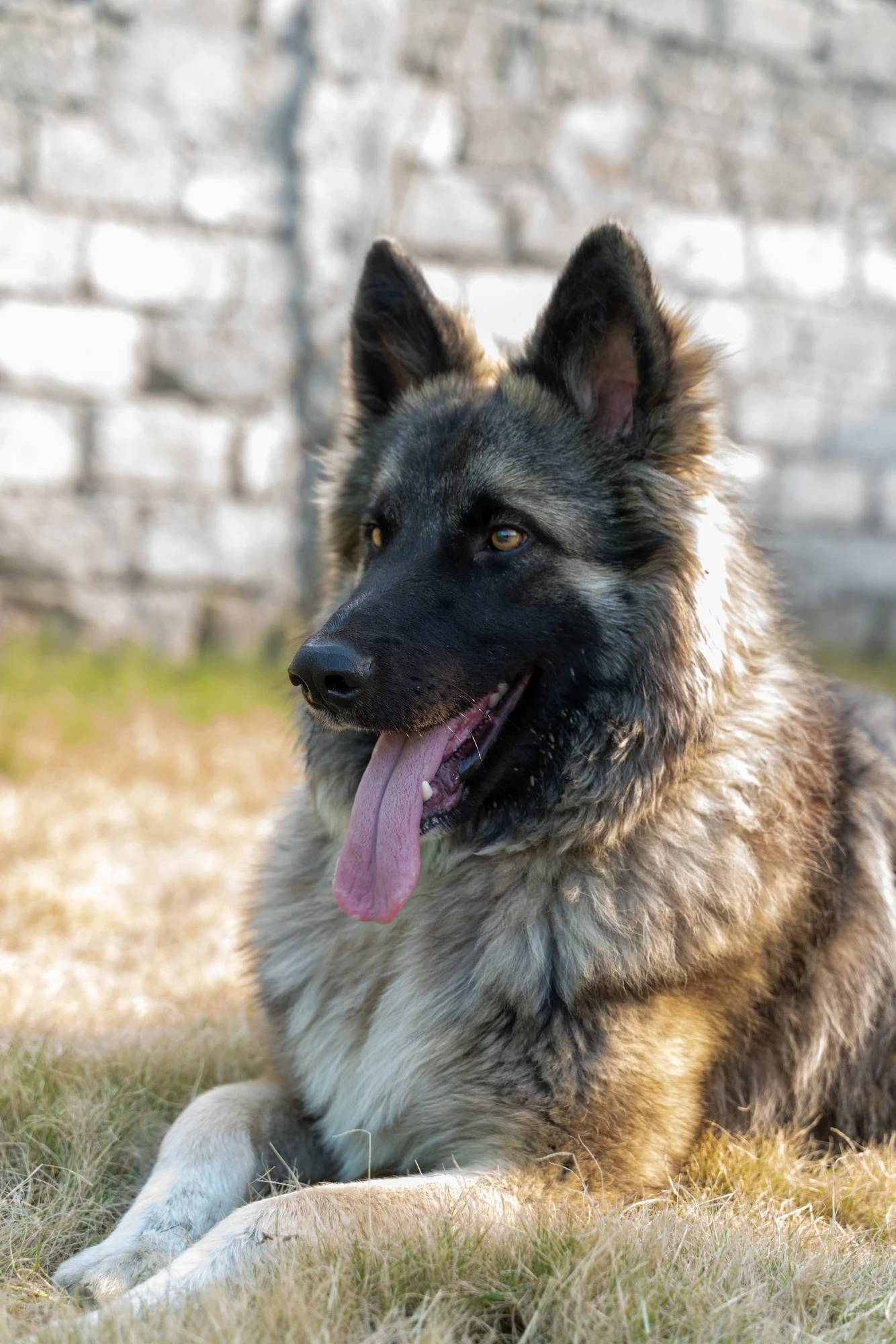 German Shepherd-Image 1