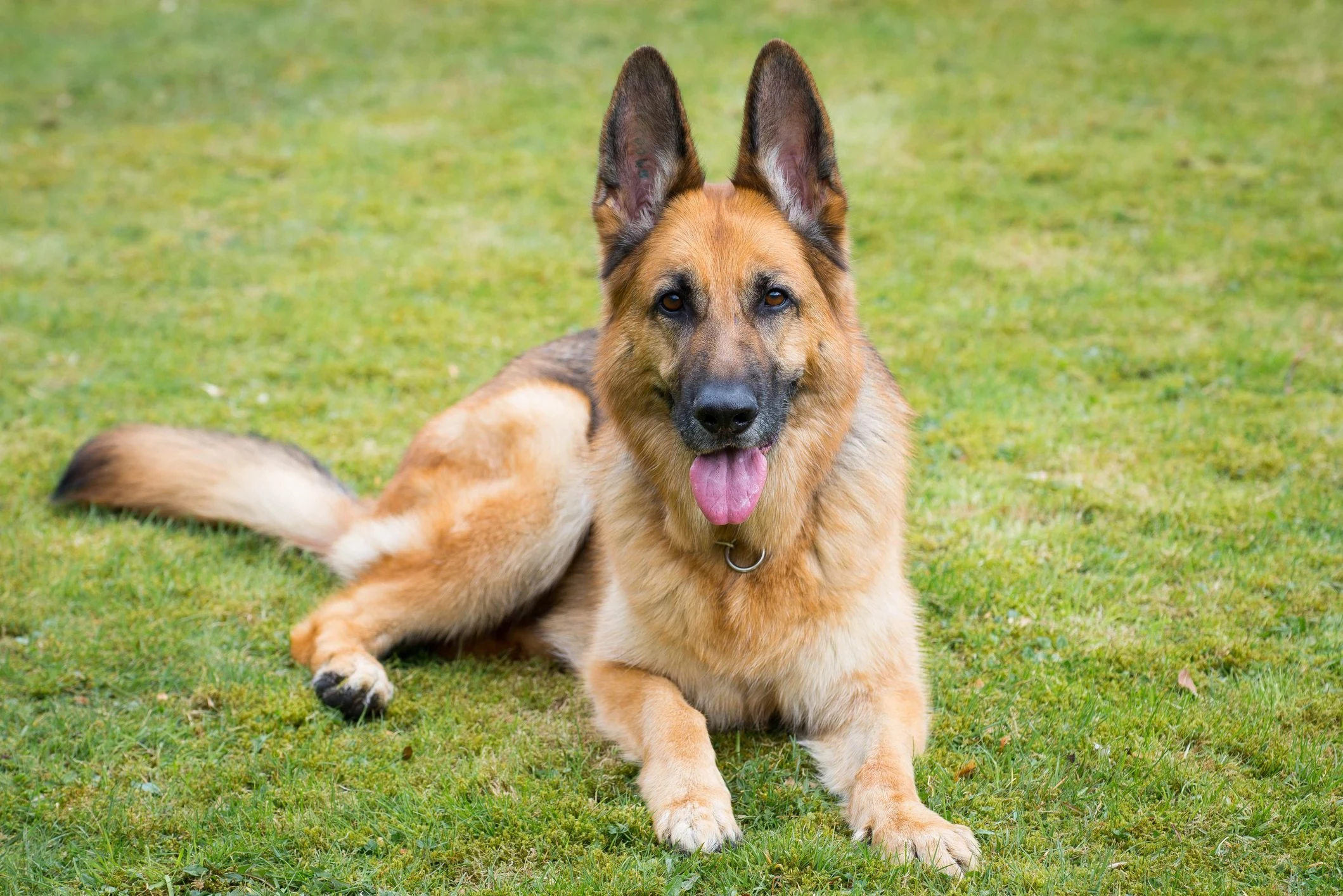 German Shepherd-Image 1