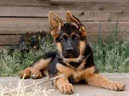 Looking for German Shepherd-Image 1