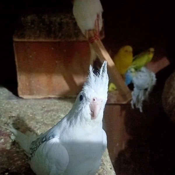 Need  Cockatiel Pair