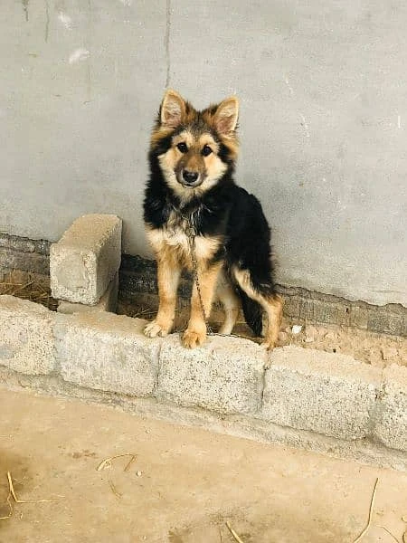 Male long outlet haired german shepherd