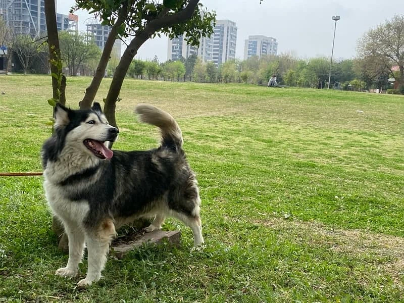 Looking for husky-Image 1