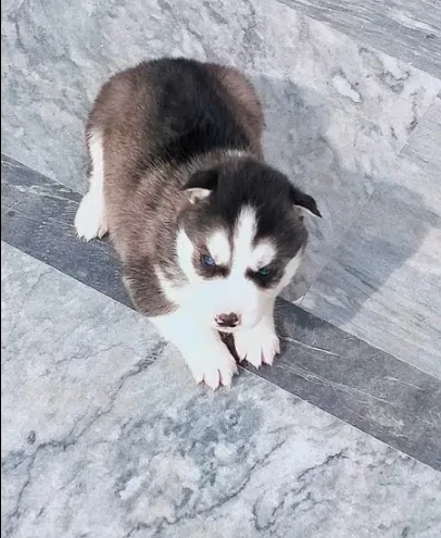 Need Puppy Blue eyed Siberian Huksy-Image 1