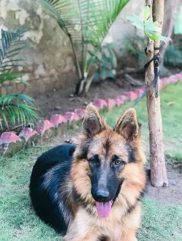 German shepherd for sale